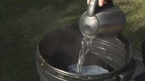 Next questionare rat tailed maggots harmful to dogs? Killing Maggots With Bleach In 5 Easy Steps Yard Blogger