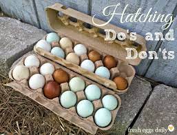 Fresh Eggs Daily Bloglovin Hatching Chickens Collecting Eggs Hatching Chicks