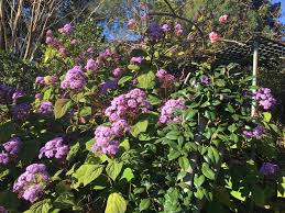 Image result for Bartlettina