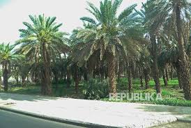 We did not find results for: Melimpahnya Buah Kurma Jabir Berkat Doa Rasulullah Saw Republika Online