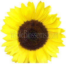 Send fresh flowers to kansas city at affordable prices. Sunflower Red Sunflowers Near Me Wholesale Flowers Kansas City