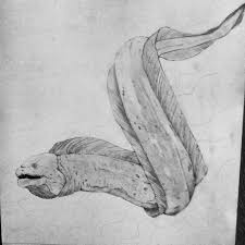 Moray Eel Pencil Drawing By Wietzef1995 D77y69s Jpg 768 768 Animal Drawings Fish Drawings Aquatic Tattoo