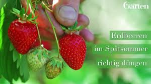 Dürfen ich darf mit dier. Erdbeeren Pflanzen Pflegen Und Ernten Mein Schoner Garten