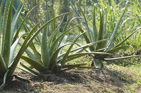 Aloe vera is not frost tolerant and cannot withstand chilling temperatures, but there are alpine varieties that have cold tolerance to nearly freezing. Tips For Growing Aloe Vera Outdoors Gardener S Path