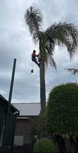 Reliable, Affordable Tree and Stump Removals at West Hindmarsh