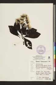 Image result for Monosis