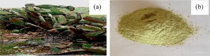 Flavonoids are plant compounds that provide additional benefits in the body because they have nopal cactus and prickly pears are not widely available in my local area. Valorisation Of Cellulosic Waste Basic Cactus To Prepare Activated Carbon Sciencedirect