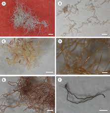 Image result for Tridactyle anthomaniaca