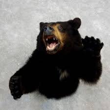 Award Winning Black Bear Shoulder Mount Black Bear 1 2 Life Size Taxidermy Mount For Sale Taxidermy Mounts Bear Mounts Black Bear