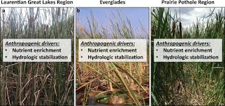 Zillow predicts the home values in green river will increase 1% (↑) in the next year. Typha Cattail Invasion In North American Wetlands Biology Regional Problems Impacts Ecosystem Services And Management Springerlink