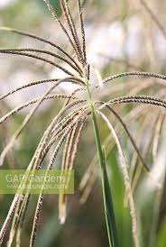 Image result for Eustachys