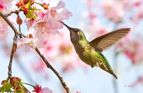 Birds And Blooms 2019 Photo Contest Winners Blooms And Birds By Grouper On Deviantart Hummingbird Flowers Hummingbird Painting Bird Photography