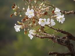 Image result for Radermachera xylocarpa