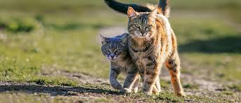 ‪Your guide to adopting a cat | Royal Canin NZ‬‏