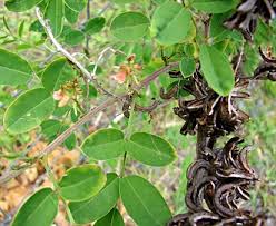 Image result for Indigofera kirkii