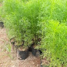 Wisteria adalah jenis tambahan merambat yang indah untuk pagar kayu putih ataupun pergola. Tanaman Pagar Elegant Feather Pohon Adas Hutan Shopee Indonesia