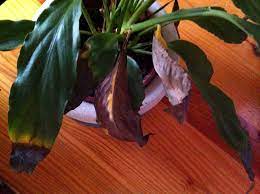 Learn about common peace lily diseases now on gardener's path. Why Are The Leaves On My Peace Lily Turning Yellow And Brown Gardening Landscaping Stack Exchange