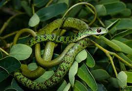 Philothamnus Semivariegatus Snake Reptiles And Amphibians Amphibians
