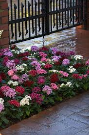 Image result for Pentas