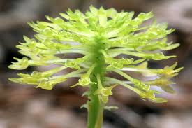 Image result for Malaxis schliebenii