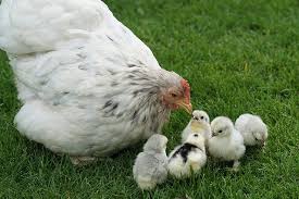 Maybe you would like to learn more about one of these? 17 Best Hatcheries To Buy Chickens Online Know Your Chickens