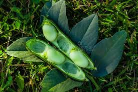 Image result for Vicia faba