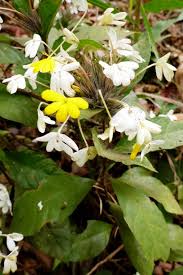 Image result for Justicia stachytarphetoides