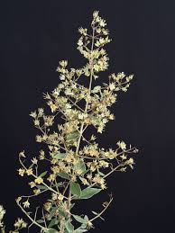 Image result for Lawsonia