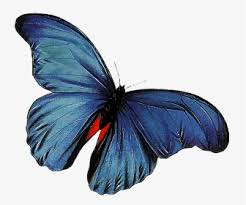 Click the free download button below to save this gorgeous animated gif file. Free Butterfly Animated Clipart Transparent Background Animated Butterfly Gif Transparent Hd Png Download Transparent Png Image Pngitem