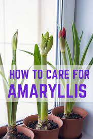 How To Care For A Potted Amaryllis So That It Blooms Again Amaryllis Care Amaryllis Plant Plant Care Houseplant