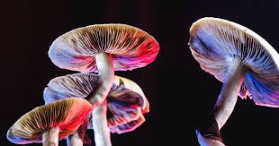 Maybe you would like to learn more about one of these? Oregon Just Became The First State To Legalize Access To Magic Mushrooms Mother Jones