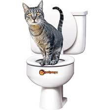 Kedi Tuvalet Kokusu Nasil Gider Cozum Petipanya