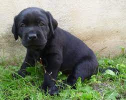 Use the puppy's food as a. Pin On Delilah Black Labrador Girl