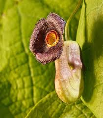 Image result for Aristolochia promissa