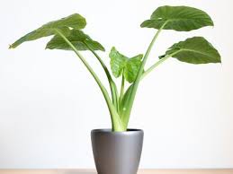 Maybe you would like to learn more about one of these? How To Grow Alocasia