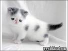 Exotic Kittens for Sale - Adoptapet - Adopt a dog or ...