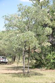 Image result for Terminalia sericea