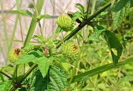 Image result for Hyptis