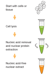 As easy as clicking on the data you want to extract. Epiquik Nuclear Extraction Kit Ii Nucleic Acid Free Epigentek