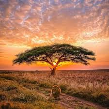 Watch cnn streaming channels featuring anderson cooper, classic larry king interviews, and feature shows covering travel, culture and global news. Goodbye On Twitter Ike Khumalo With Our Brown Sugar