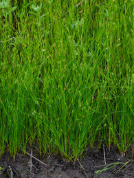 Image result for Juncus bufonius