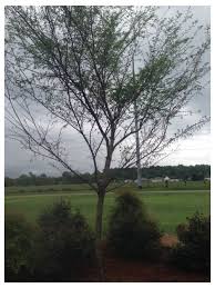 All eyes on #evergreen #theworldiswatching #watchthewater what would unite the world? Drake Elm Disease Help