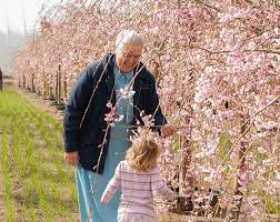 Dwarf weeping cherry trees are small ornamental plants. Take Time To Enjoy The Bright New Day Under The Double Weeping Cherry Tree Garden Gate Nursery