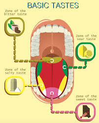 Tasting areas, umami and sour diagram cartoon vector illustration. How A Mistranslation Made You Think Your Tongue Had Taste Zones
