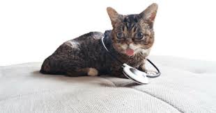 What Is The Assisi Loop And How Can It Help Pet Orthopedics