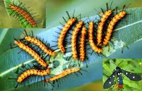 Black And White Striped Caterpillar With Yellow Sides Oleander Caterpillars Syntomeida Epilais Walker Dine On The Oleander Nerium Shrubs The Polka Dot Wasp Mo Beneficial Bugs Plant Leaves Achillea Millefolium