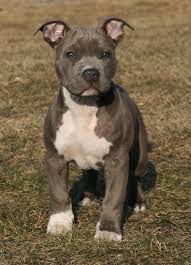 Imagini pentru amstaff