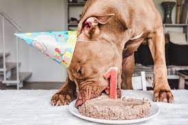 This is a good way to facilitate their hydration. Why Is My Dog Not Eating But Drinking Water The Healthy Dog Co