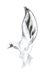 Hey everyone, i'm back with another animal tutorial. Introduction To Drawing Tips To Help You Learn To Draw Animals Craftsy