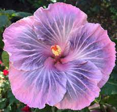 Hibiscus Alpine Lake Hibiscus Plant Hibiscus Flowers Hibiscus Rosa Sinensis